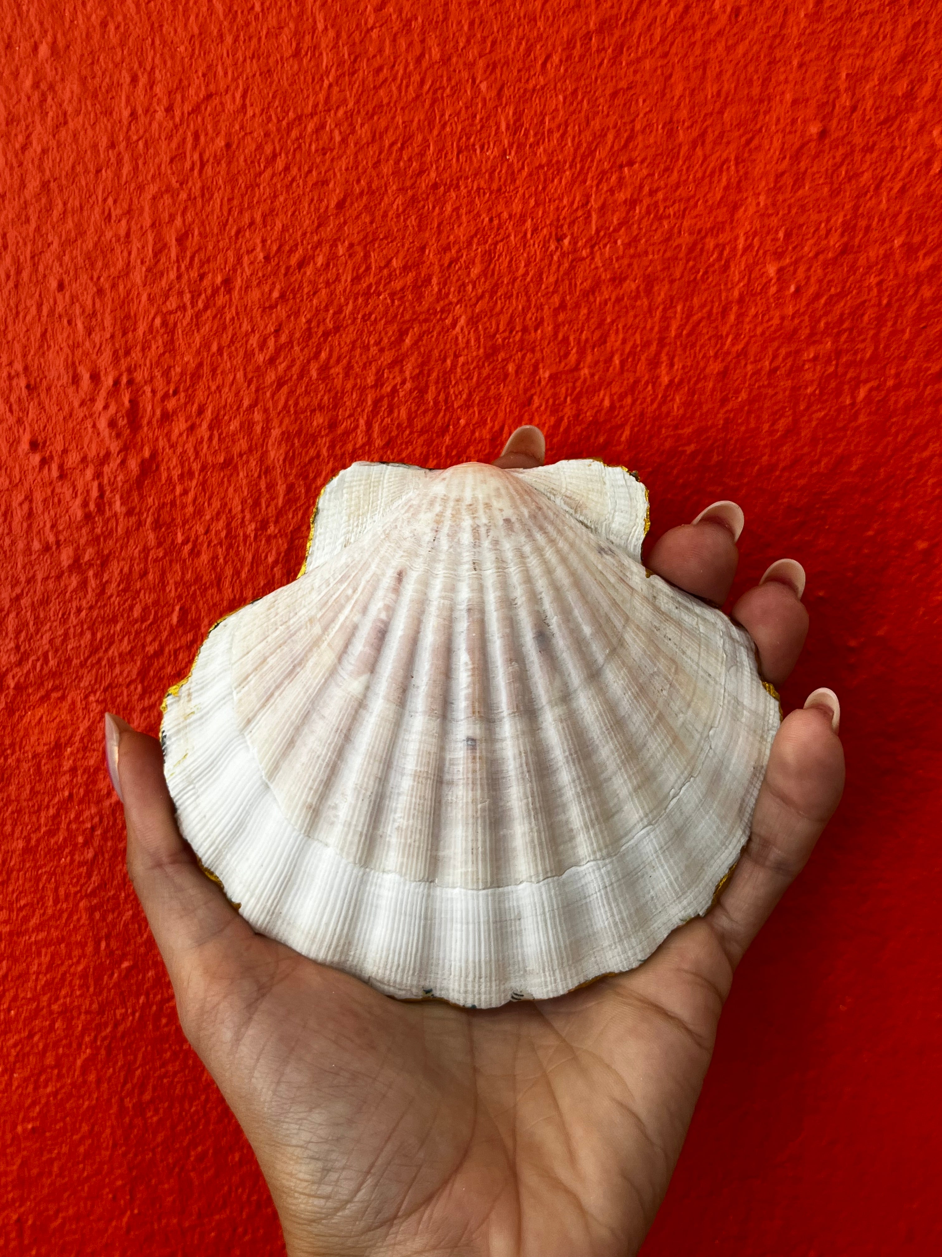 Coquille st Jacques Pan