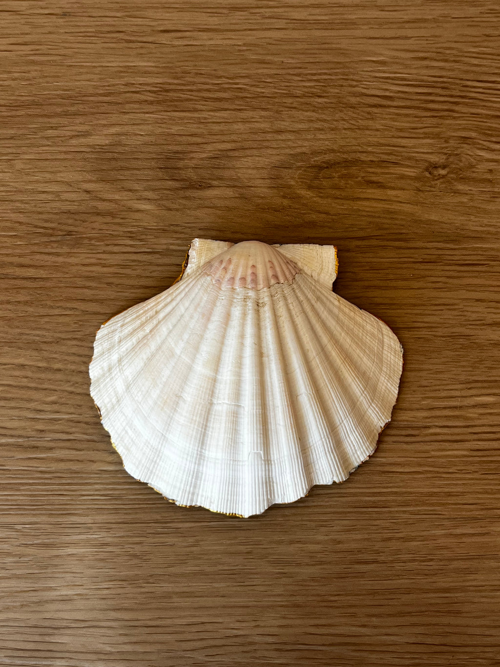 Coquille St Jacques coraux bleus