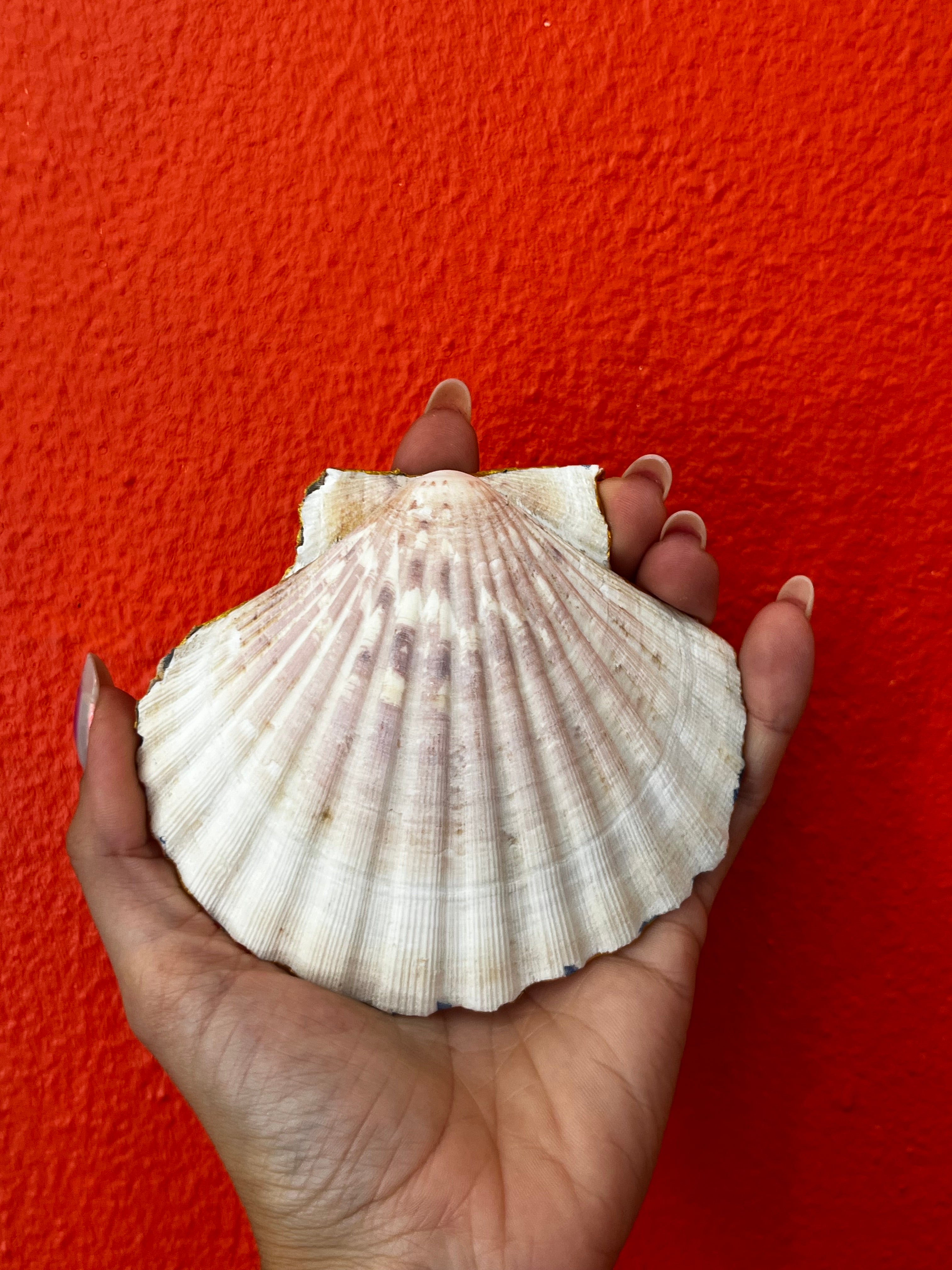 Coquille st Jacques citron