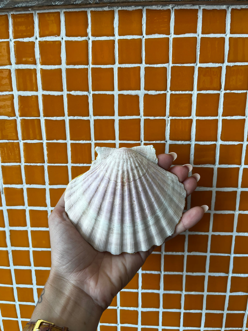 Coquille st Jacques théière